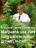 The active ingredient in marijuana cuts tumor growth in common lung cancer in half and significantly reduces the ability of the cancer to spread, say researchers at Harvard.